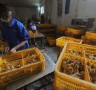 Penyakit Flu Burung di China